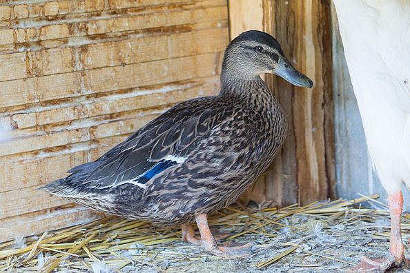 Was wäre ein Urlaub auf dem Bauernhof in Südtirol ohne Tiere?