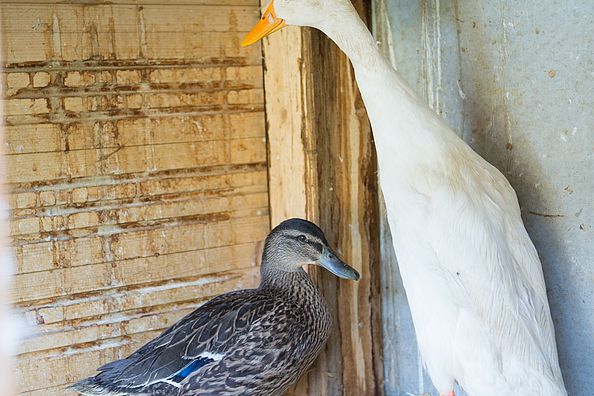 The ducks of our farm in South Tyrol