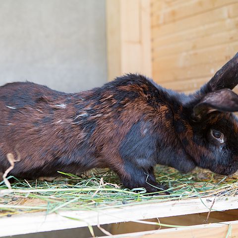 The animals of our farm