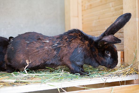 I bambini impareranno a conoscere gli animali della nostra fattoria