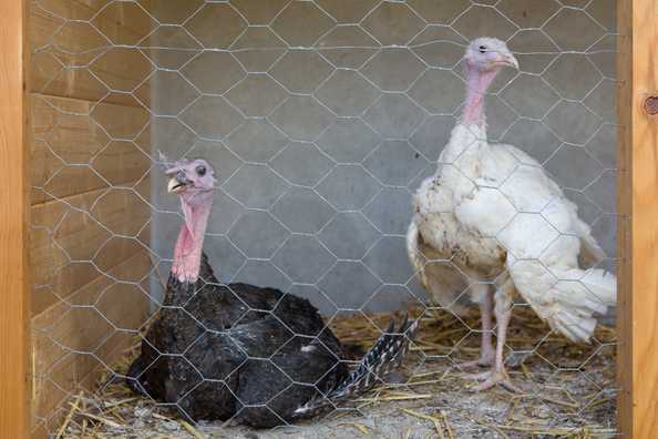 The turkeys of our farm in South Tyrol